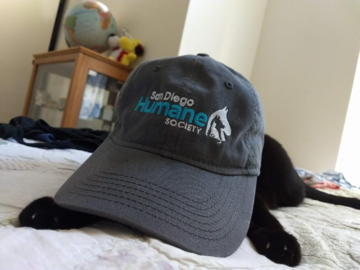 SD Humane Society cat hat