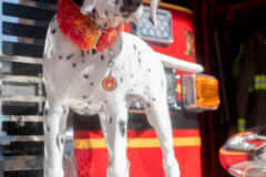 Request Quote: Tabitha Rossman Photography - Pet Photographer - Las Cruces, NM