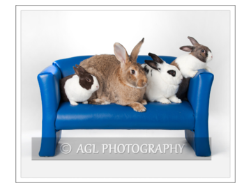 Couch Bunnies