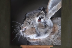 Request Quote: Heather Kinney Creations - Concord CA Pet Portrait Artist  - Nationwide