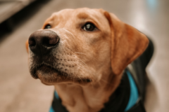 Request Quote: Harmony In Home Dog Training  - Baton Rouge, LA