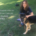 Doggone Special - CCPDT Certified Dog Trainer - New York, NY
