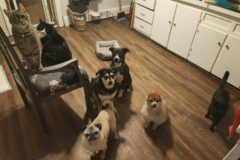 Request Quote: Kristy's In Home Pet Sitting Services  - Pittston, PA