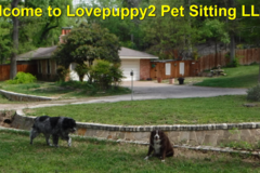 Request Quote: Lovepuppy2 Pet Sitting (Boarding) - Dallas, TX