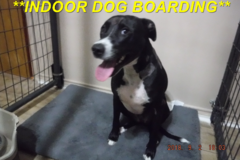 Request Quote: Lovepuppy2 Pet Sitting (Boarding) - Dallas, TX