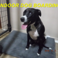 Lovepuppy2 Pet Sitting (Boarding) - Dallas, TX