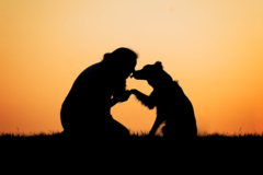 Request Quote: Barking Dog Images - Professional Pet Photographer - Delafield, WI