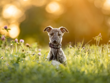barking dog images