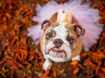 barking dog images