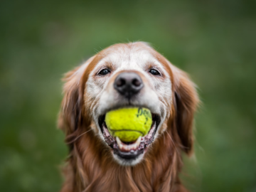 barking dog images