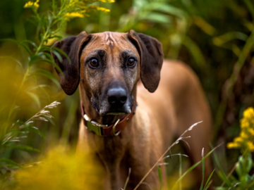 barking dog images