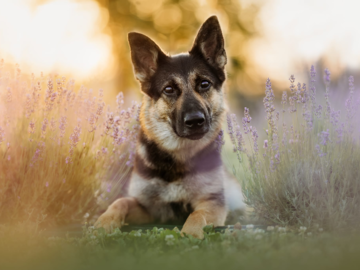 barking dog images