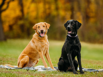 barking dog images