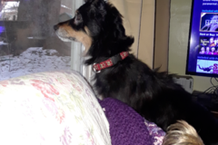 Request Quote: Pawsitively Pets - Dog Grooming and Doggy Daycare - Bolton, MA