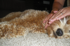 Request Quote: Petstretch Specialty Pet Care - Animal Massage Therapy - Fort Myers, FL
