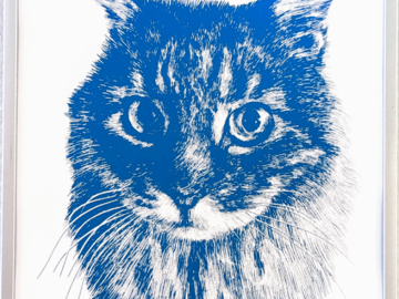 TC the Maine Coon Mix