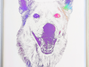 Nala the Husky