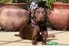 Request Quote: Bark Dog - In Home Private Dog Training - Largo, FL