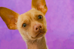 Request Quote: Taylor Renee Photography - Professional Pet Photographer - Anderson, SC