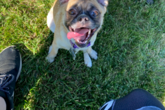 Request Quote: Lindsay's Mobile Pet Care - Professional Dog Sitter - Brewerton, NY