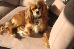 Request Quote: Holistic Heart - Animal Reiki Therapy - Nationwide