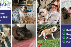 Request Quote: Urban Pet Sitting  - Houston, TX
