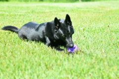 Request Quote: Good Boy Pet Services - Certified Dog Trainer - South Bend, IN