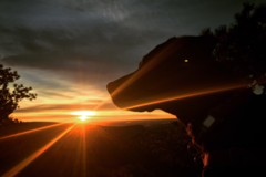 Request Quote: Brilliant Pup Training and Behavior - Private Dog Trainer - Boulder, CO