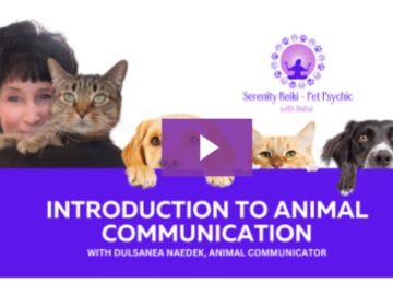 learn how to talk w animals