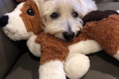 Request Quote: In Person Reiki for Animals and Pets  - Asheville, NC