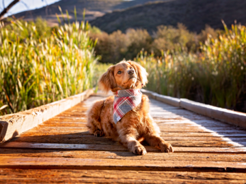 Goldendoodle puppy on wood walkway in the sun