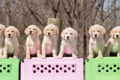 Request Quote: Freedom Paws Assistance Dogs - Private Dog Training - Marysville, OH
