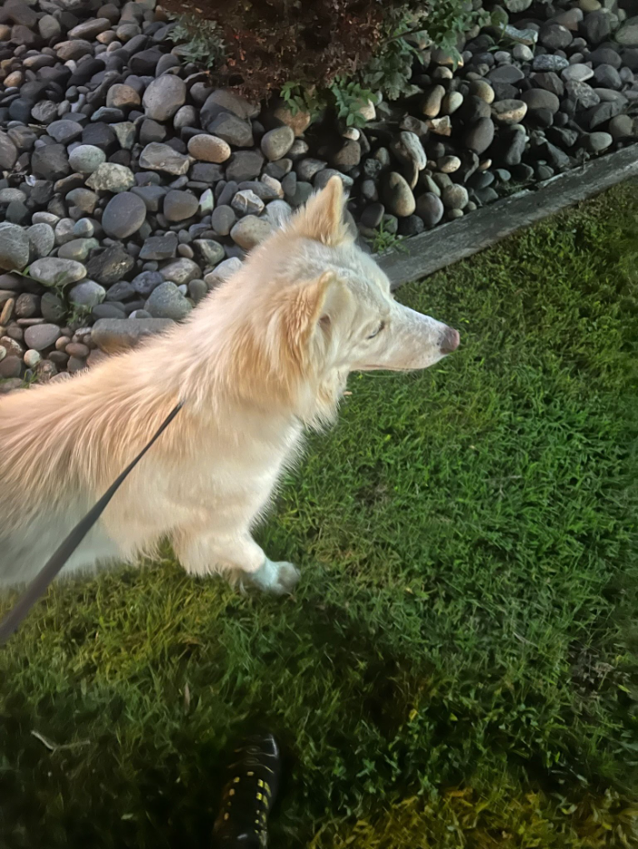 Clarksville, AR Bailey's Best Care LLC Pet Transport Service