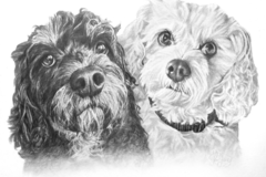 Request Quote: Dog Drawings - Pet Portrait Artist - Nationwide