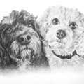 Dog Drawings - Pet Portrait Artist - Nationwide