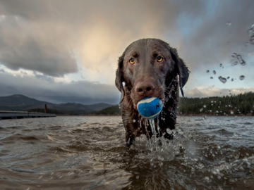 Little One, a service dog, having a play day in the lake.