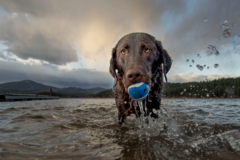 Request Quote: Big White Dog Photography  - Veradale, WA