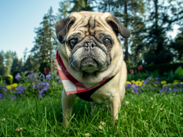 Thomas the pug having a picnic day