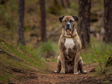 Maverick the mastiff mix having an adventure session