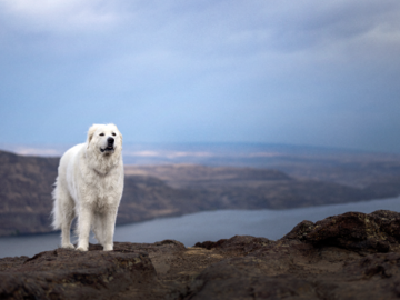 Bella at the overlook in Vantage, Washington