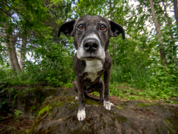 Curious Lola, a senior dog, during her adventure session