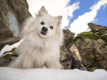 Miki, a senior miniature American Eskimo