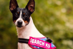 Request Quote: Bravo K911 - Lost Pet Recovery Specialist - Pet Detective - Nationwide