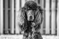 Request Quote: Black Poodle Studio - Pro Pet Photographer - Spanish Springs, NV