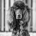 Black Poodle Studio - Pro Pet Photographer - Spanish Springs, NV