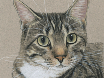 commissioned 5x7 inch colored pencil pet sketch
