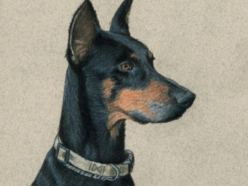 commissioned 5x7 inch colored pencil pet sketch
