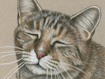 commissioned 5x7 inch colored pencil pet sketch