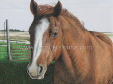 8x10 inch colored pencil horse portrait
