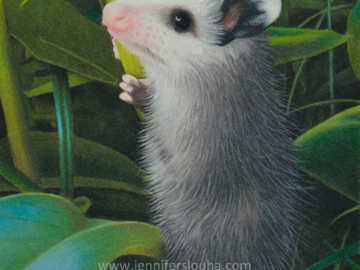 8x10 inch colored pencil rescue opossum portrait